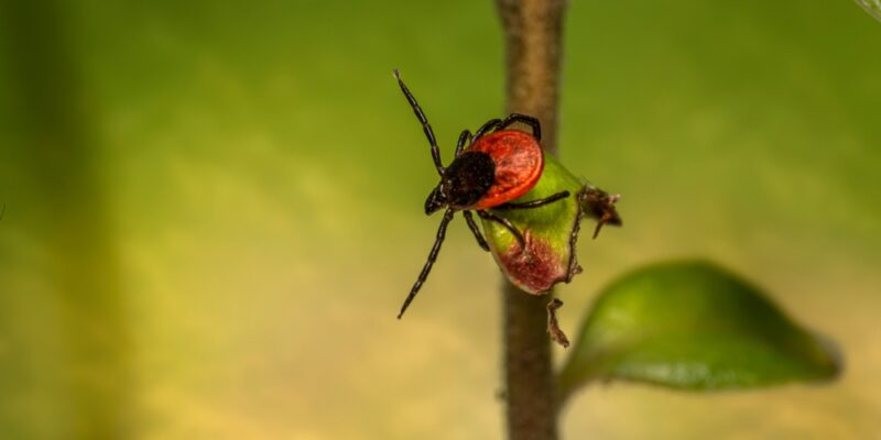 Tick Program in Glastonbury CT