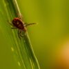 Tick Control Services in Bloomfield CT