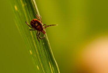 Tick Control Services in Bloomfield CT