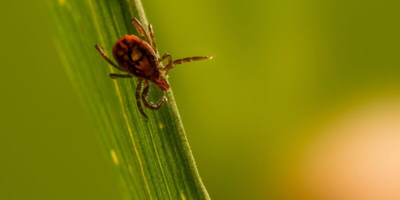 Tick Control Services in Bloomfield CT