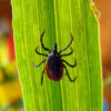 Tick Control Services in Glastonbury CT