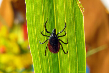 Tick Control Services in Glastonbury CT