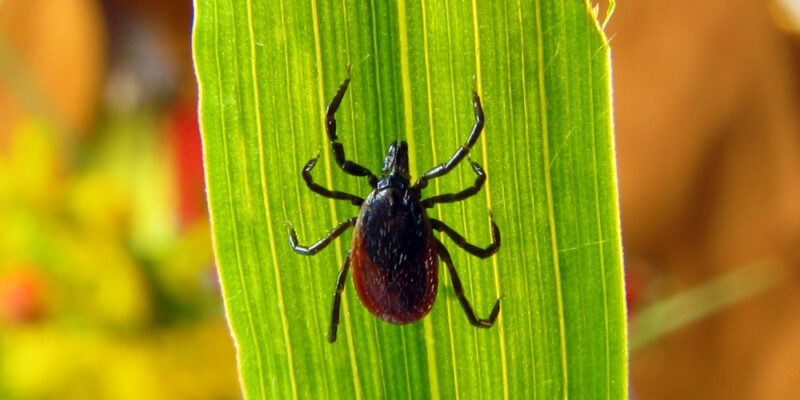 Tick Control Services in Glastonbury CT