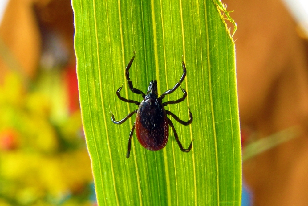Tick Control Services in Glastonbury CT
