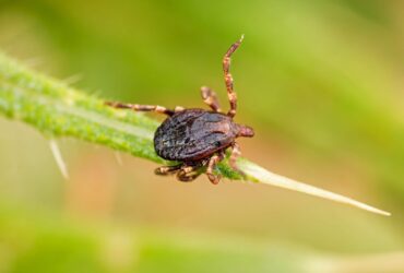 Tick Program in New Haven CT