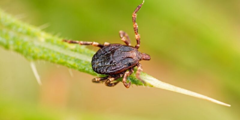 Tick Program in New Haven CT