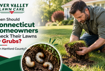 Lawn grub damage Hartford County