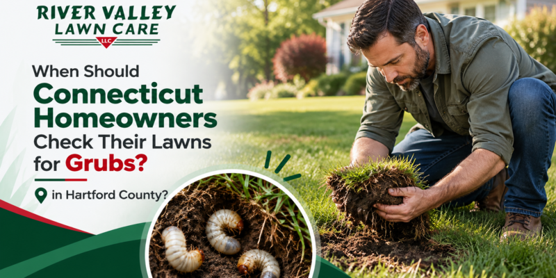 Lawn grub damage Hartford County